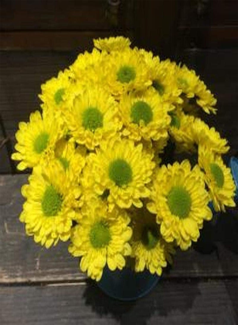 GGOOT 100pcs Daisy Seeds Yellow Mix Fragrant Bloom Perennial Heirloom Courtyard Terrace Suitable for Novice Gardener Family Gardening and Planting - Image 3