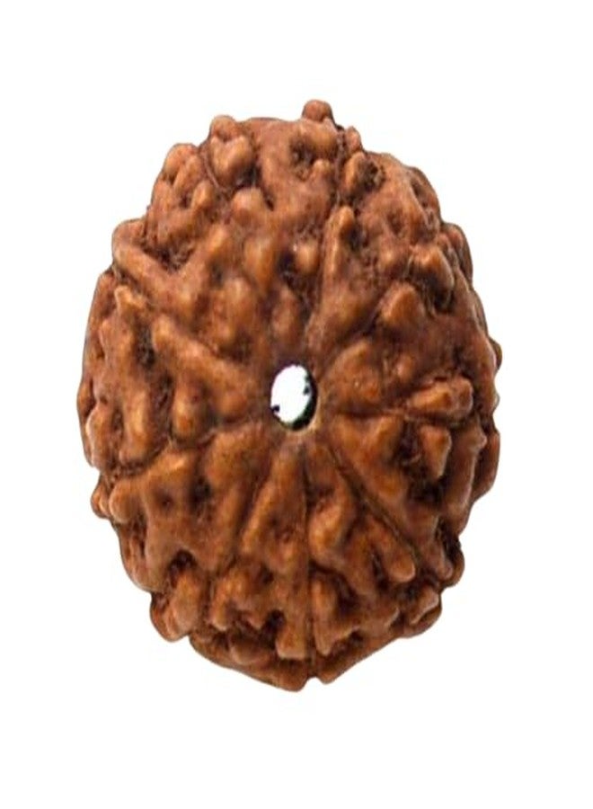 IRIS GEMS Rudraksha 9 Mukhi Original Certified 9 Face Java Rudraksha Natural 9 मुखी रुद्राक्ष With Pendant Or Laal Dori 9 Mukhi Indonesian Rudraksha Blessing From 9 मुखी रुद्राक्ष - Image 1