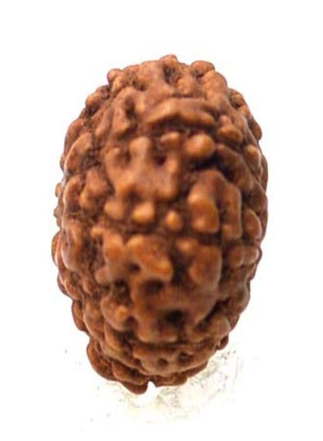 IRIS GEMS Rudraksha 9 Mukhi Original Certified 9 Face Java Rudraksha Natural 9 मुखी रुद्राक्ष With Pendant Or Laal Dori 9 Mukhi Indonesian Rudraksha Blessing From 9 मुखी रुद्राक्ष - Image 2