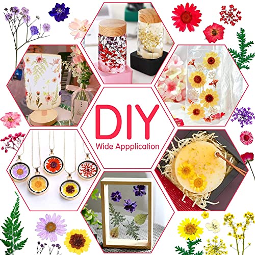 iKalaa® Pressed Dried Flowers for Resin, Mixed Multiple Dry Flower for DIY Art Crafts, Epoxy Candle Resin Jewellery Nail Pendant Crafts Art Floral Decoration - Image 5