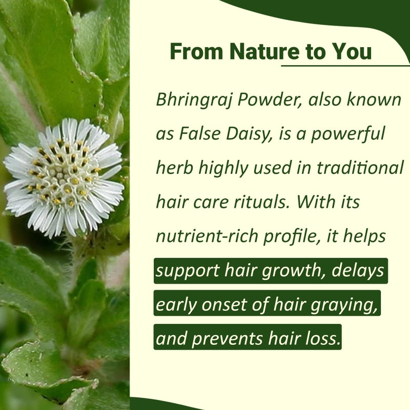 minature مسحوق بهراينجراج من مي ناتشر (إكليبتا بروستراتا) | الأقحوان الكاذب | أوراق جافة طبيعية ونقية | مثالي للزيت والخلطة | يحسن القوام | يتحكم في تصبغ الشعر | 100 جرام (4 أوقيات) - Image 2