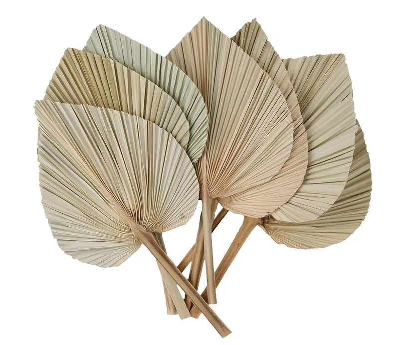 Bluejw Dried Palm Leaves for Wedding Decor - Natural Dried Plants for Home Decoration, Bouquets & Floral Arrangements - Hot Selling Style - Image 2