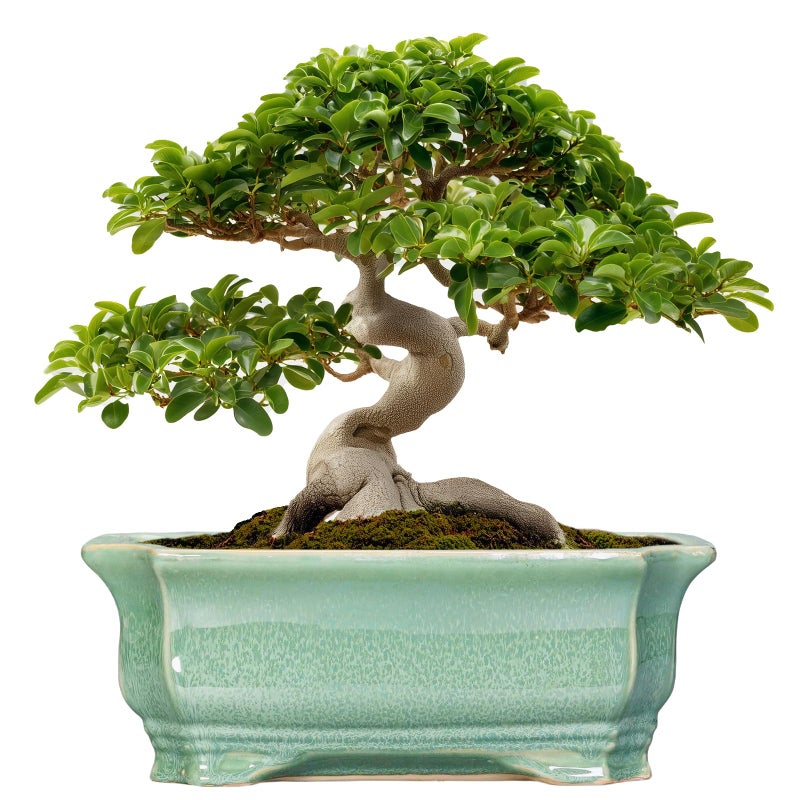 Teagas Bonsai Pots - 13.7 Inch Rectangle Ceramic Pots for Plants, Large Succulent Planter with Drainage Hole, Decorative Planters for Indoor Outdoor, Garden House Decor, Housewarming Gifts, Green - Image 1