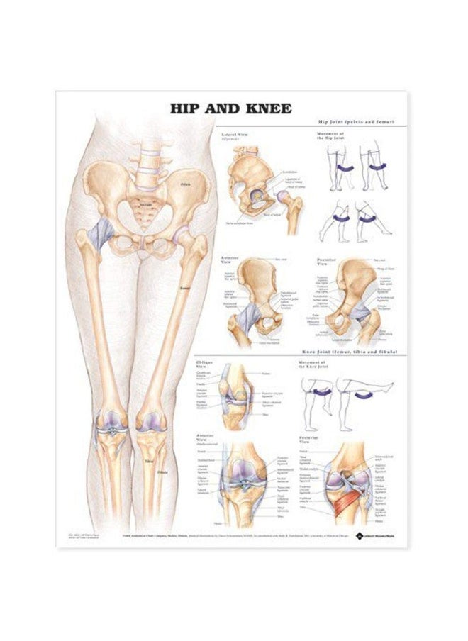 Anatomy Stuff Hip and Knee Anatomical Chart - pzsku/Z296464D6459FDC743A17Z/45/_/1737493946/ad273d44-46fb-4100-bf99-af44d827a638