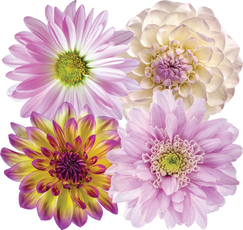 Stikart 20 Peel and Stick Purple and White Dahlias and Daisies Flowers for Galls - Image 1