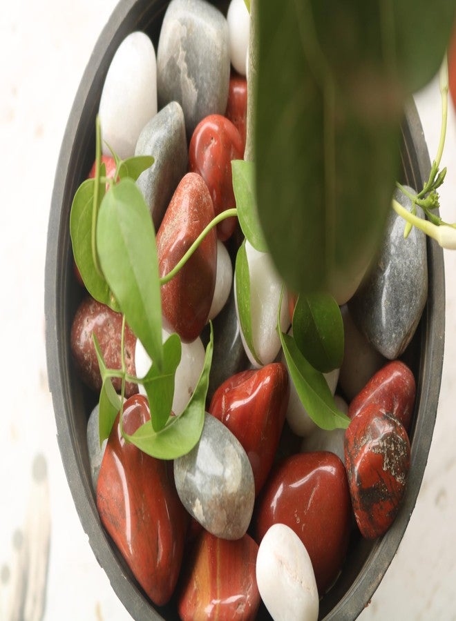 Wowtag Grey,White and Red Combo Polished Pebbles, 2-4 CM,1.95 KG, Large Size, Stone for Plants, Aquarium, Garden, Decorative Stones, Vase Filler, Craft Work - Image 5