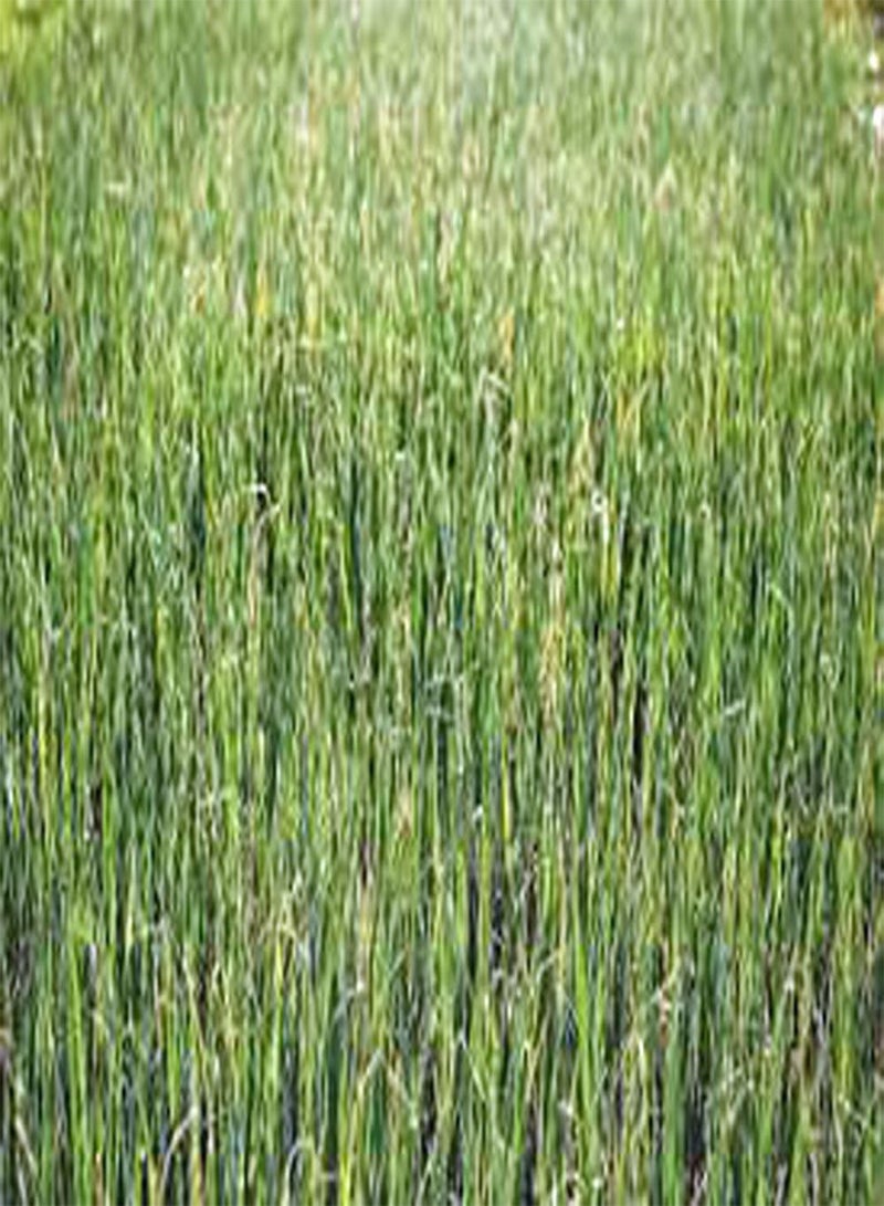 جي جوت بذور براعم البرسيم، براعم، إرث، 100 بذرة، خضراوات صغيرة - Image 2