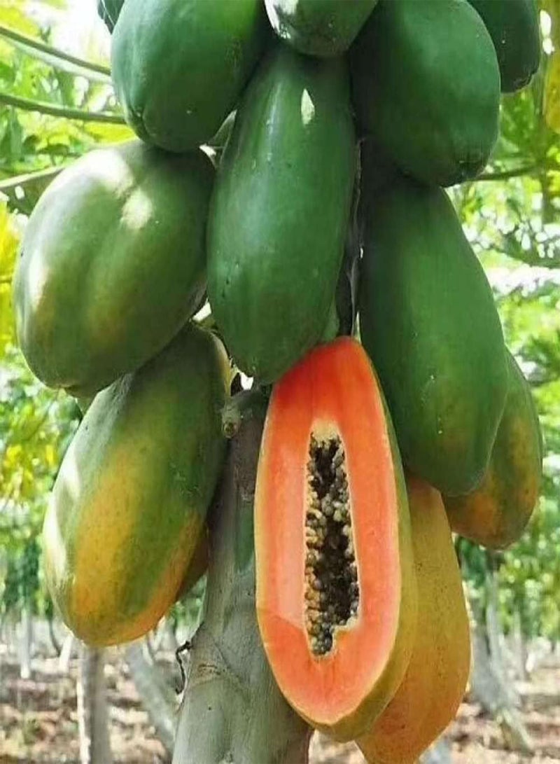 GGOOT 100Pcs Papaya Seeds Long Oval Fruit Year Round Planting Evergreen Trees Decorate Garden Courtyard Create A Unique Gardening Landscape - Image 1
