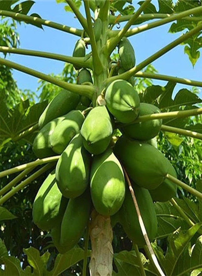GGOOT 100Pcs Papaya Seeds Long Oval Fruit Year Round Planting Evergreen Trees Decorate Garden Courtyard Create A Unique Gardening Landscape - Image 2