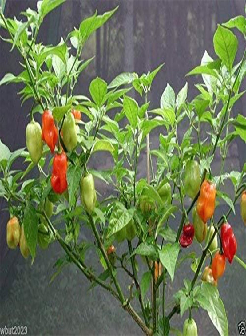 GGOOT Sweet Datil  - 20 Seeds () - From St. Augustine, Florida. - Image 2