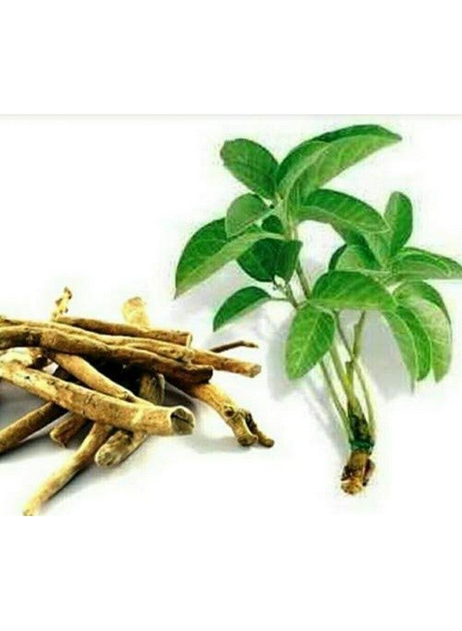 BSD Organics جذر أشواغاندا/أموكارا كيزانغو من BSD أورغانيكس 500 جرام / 1.1 باوند - Image 2