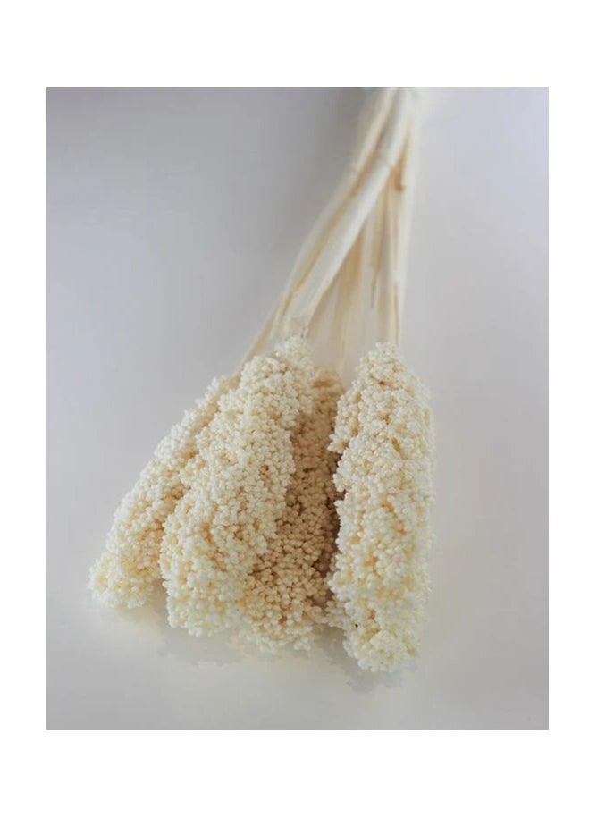Generic Sorgum Stem | Natural Dried Mix 40 Pieces  - Image 1