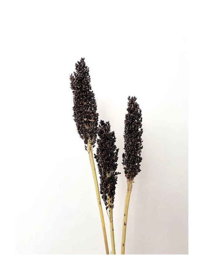 Generic Sorgum Stem | Natural Dried Mix 40 Pieces  - Image 3