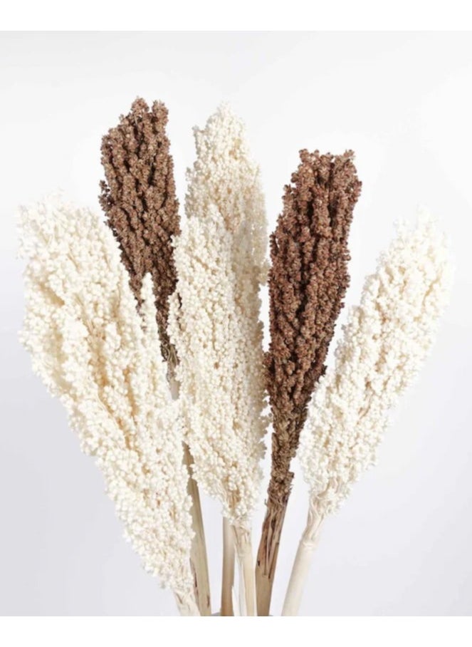 Generic Sorgum Stem | Natural Dried Mix 40 Pieces  - Image 4