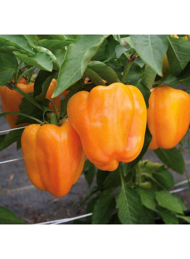 Capsicum Orange Imported Vegetable Seeds