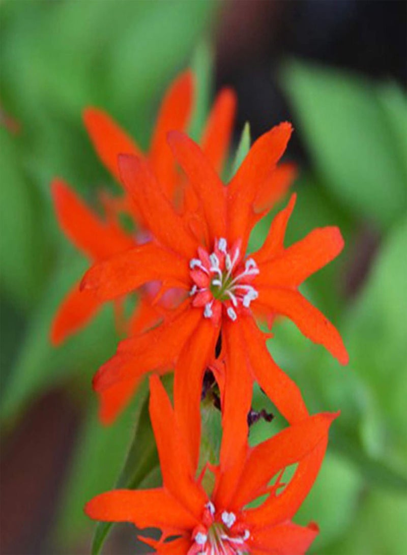 GGOOT Seeds 50Pcs/Bag Silene Laciniata Seeds Hardy Easy to Grow Perennial Flower Indoor Outdoor Plant Seeds for Garden Plant Seeds for - Image 4