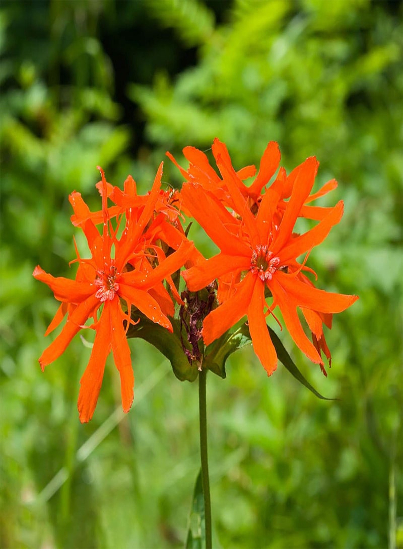 GGOOT Seeds 50Pcs/Bag Silene Laciniata Seeds Hardy Easy to Grow Perennial Flower Indoor Outdoor Plant Seeds for Garden Plant Seeds for - Image 1