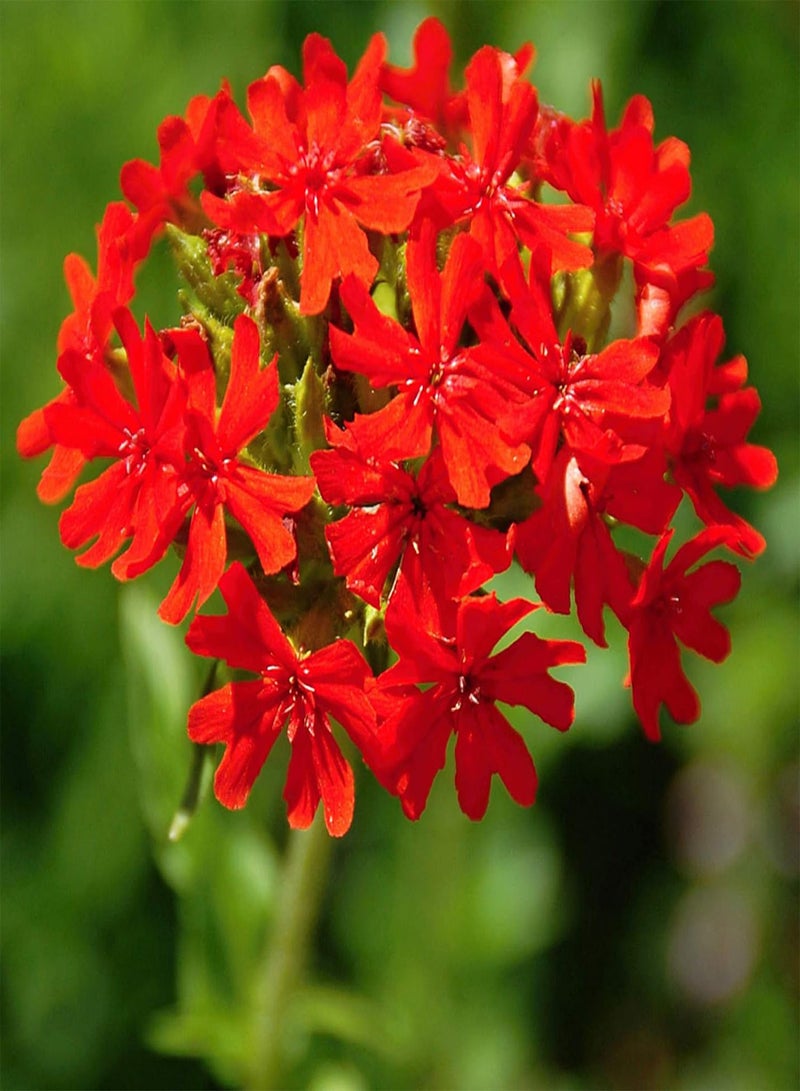 GGOOT Seeds 50Pcs/Bag Silene Laciniata Seeds Hardy Easy to Grow Perennial Flower Indoor Outdoor Plant Seeds for Garden Plant Seeds for - Image 2