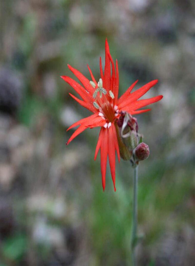 GGOOT Seeds 50Pcs/Bag Silene Laciniata Seeds Hardy Easy to Grow Perennial Flower Indoor Outdoor Plant Seeds for Garden Plant Seeds for - Image 5