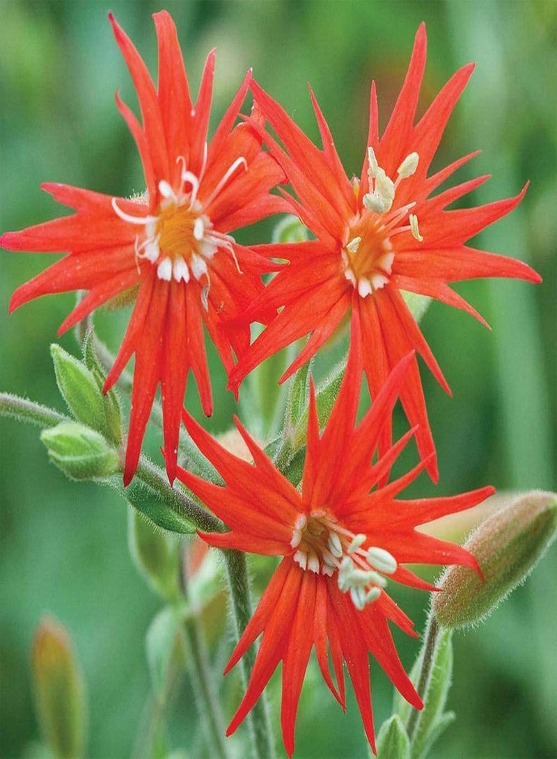 GGOOT Seeds 50Pcs/Bag Silene Laciniata Seeds Hardy Easy to Grow Perennial Flower Indoor Outdoor Plant Seeds for Garden Plant Seeds for - Image 3