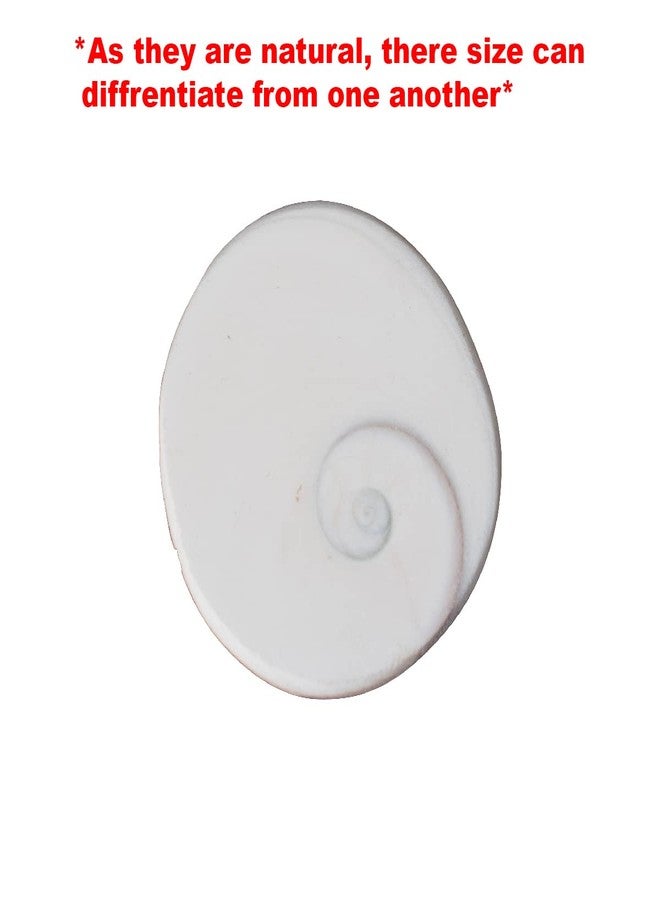 CHAKRADHARI Original And Natural Gomti Chakra Big Size 3 piece Set of 1 - Image 4
