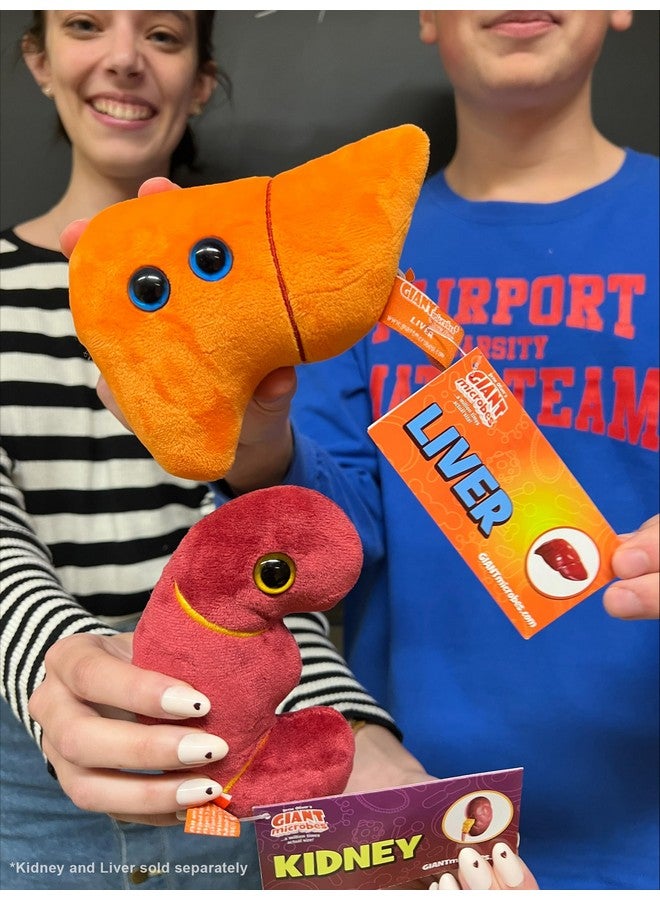 Giant Microbes GIANTmicrobes Stuffed Liver Plush, Liver Stuffed Animal, Anatomical Liver, Hepatologist Gift, Liver Transplant Gifts, Hepatitis Gift, Hepatology Gift, Cirrhosis Gift, Liver Pillow, Liver Donor Gift - Image 5