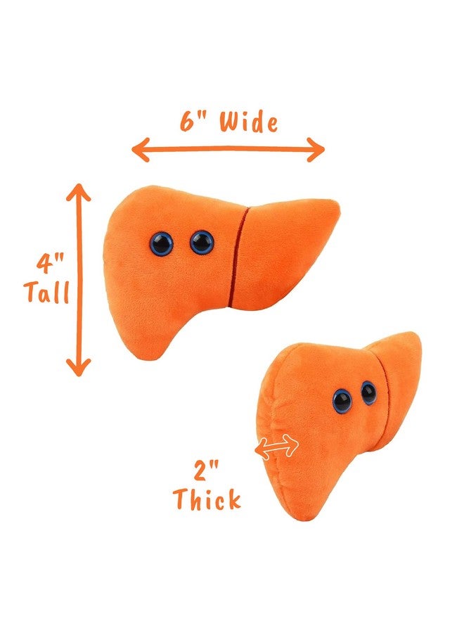 Giant Microbes GIANTmicrobes Stuffed Liver Plush, Liver Stuffed Animal, Anatomical Liver, Hepatologist Gift, Liver Transplant Gifts, Hepatitis Gift, Hepatology Gift, Cirrhosis Gift, Liver Pillow, Liver Donor Gift - Image 4