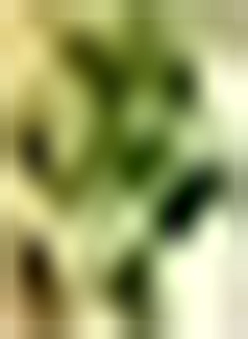 GGOOT 100Stück Moringa Samen immergrüne Bäume haben wirtschaftlichen Wert und dekorativen Wert mehrjährige frische Samen für die Bepflanzung von Farmen im Freien - Image 1