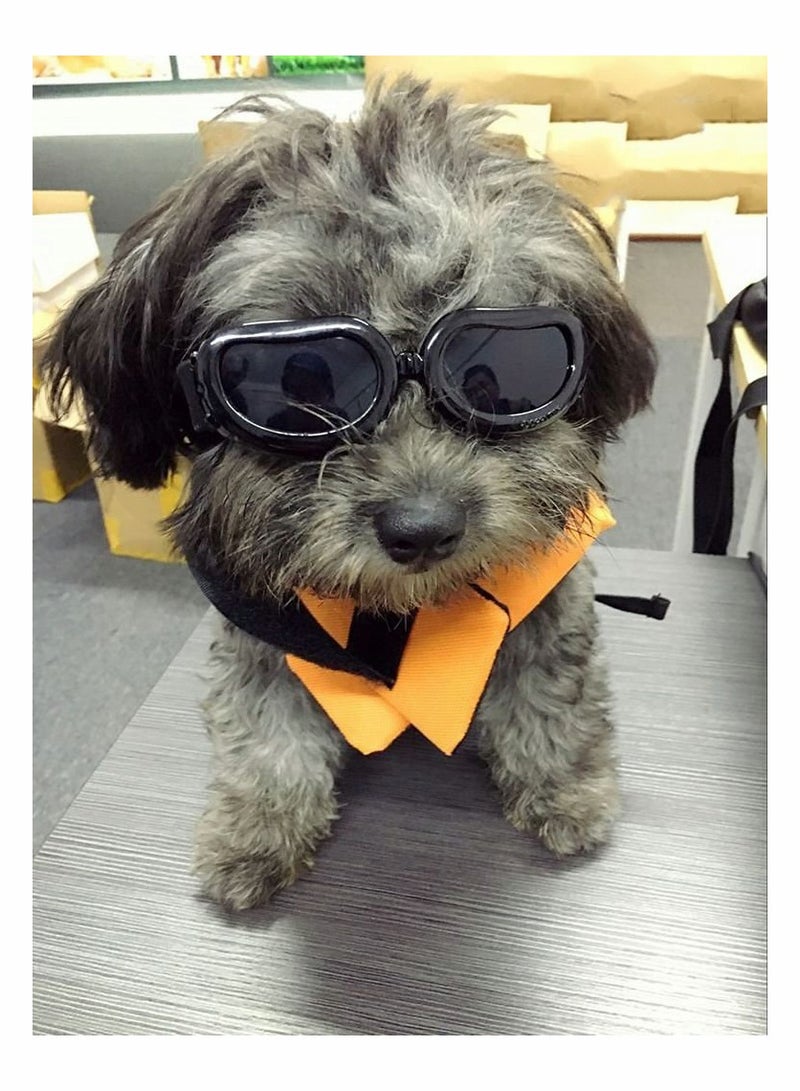 KASTWAVE Small Dog Goggles UV Protection Doggy Sunglasses Windproof Snowproof Pet Glasses for Puppy Cat Eye Protection - Image 1