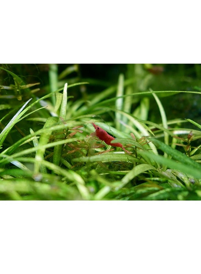 Seachem فلورش - 500 مل - Image 3