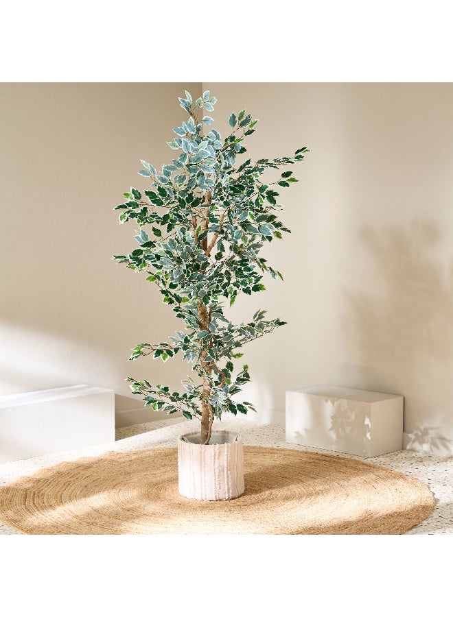 Home Box Teodora Artificial Ficus Tree - 180 cm  - Image 1