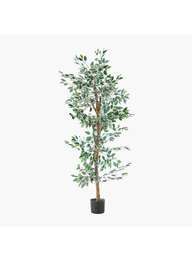 Home Box Teodora Artificial Ficus Tree - 180 cm  - Image 5