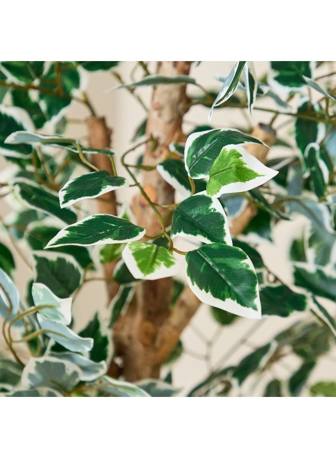 Home Box Teodora Artificial Ficus Tree - 180 cm  - Image 3
