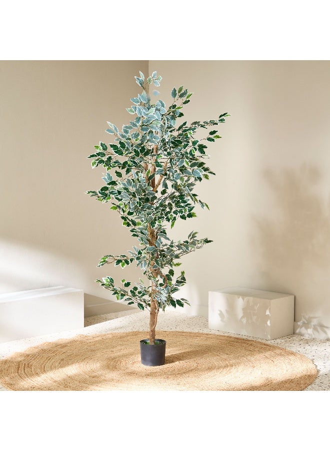 Home Box Teodora Artificial Ficus Tree - 180 cm  - Image 2