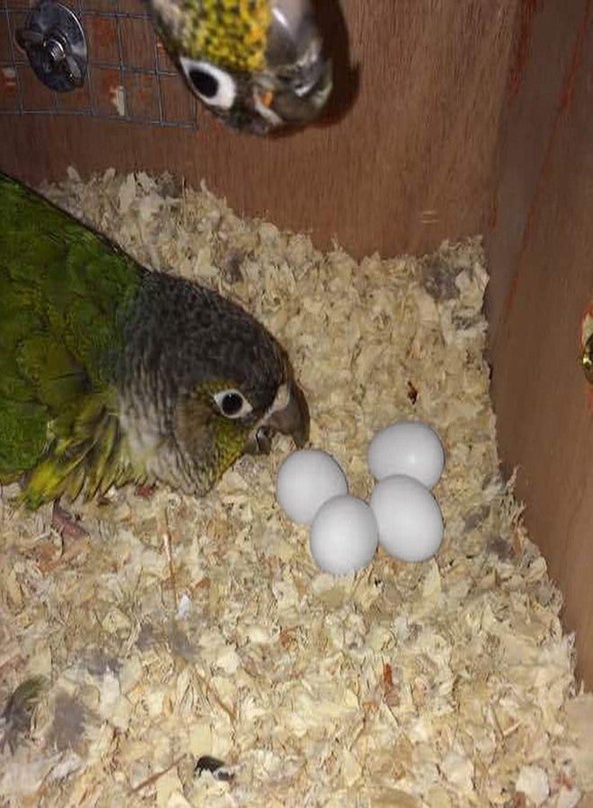 WOLEDOE 8Pcs Solid Plastic Parrot Fake Eggs, Keeping Them from Laying Anymore Eggs, Suit for Medium and Large Parrots, Pigeon, African Grey, Caique, Cockatoo, Sun Conures and Mini Macaw - Image 5
