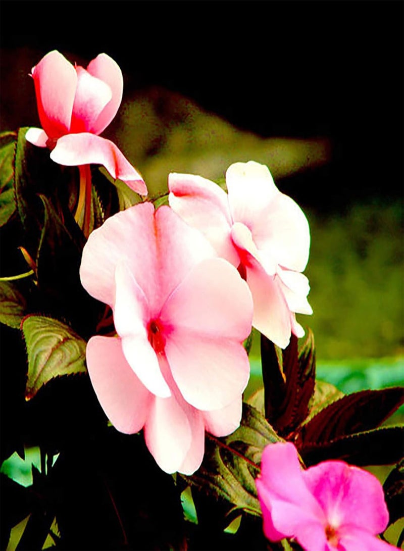 جي جوت نباتات زهور خضراء للحديقة - 60 قطعة من بذور زهور بلسم بلسمينا ملونة وسهلة النمو للحديقة - Image 5