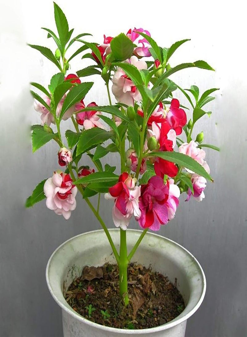 جي جوت نباتات زهور خضراء للحديقة - 60 قطعة من بذور زهور بلسم بلسمينا ملونة وسهلة النمو للحديقة - Image 1