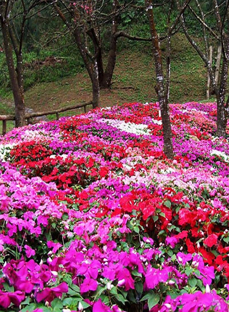 جي جوت نباتات زهور خضراء للحديقة - 60 قطعة من بذور زهور بلسم بلسمينا ملونة وسهلة النمو للحديقة - Image 3