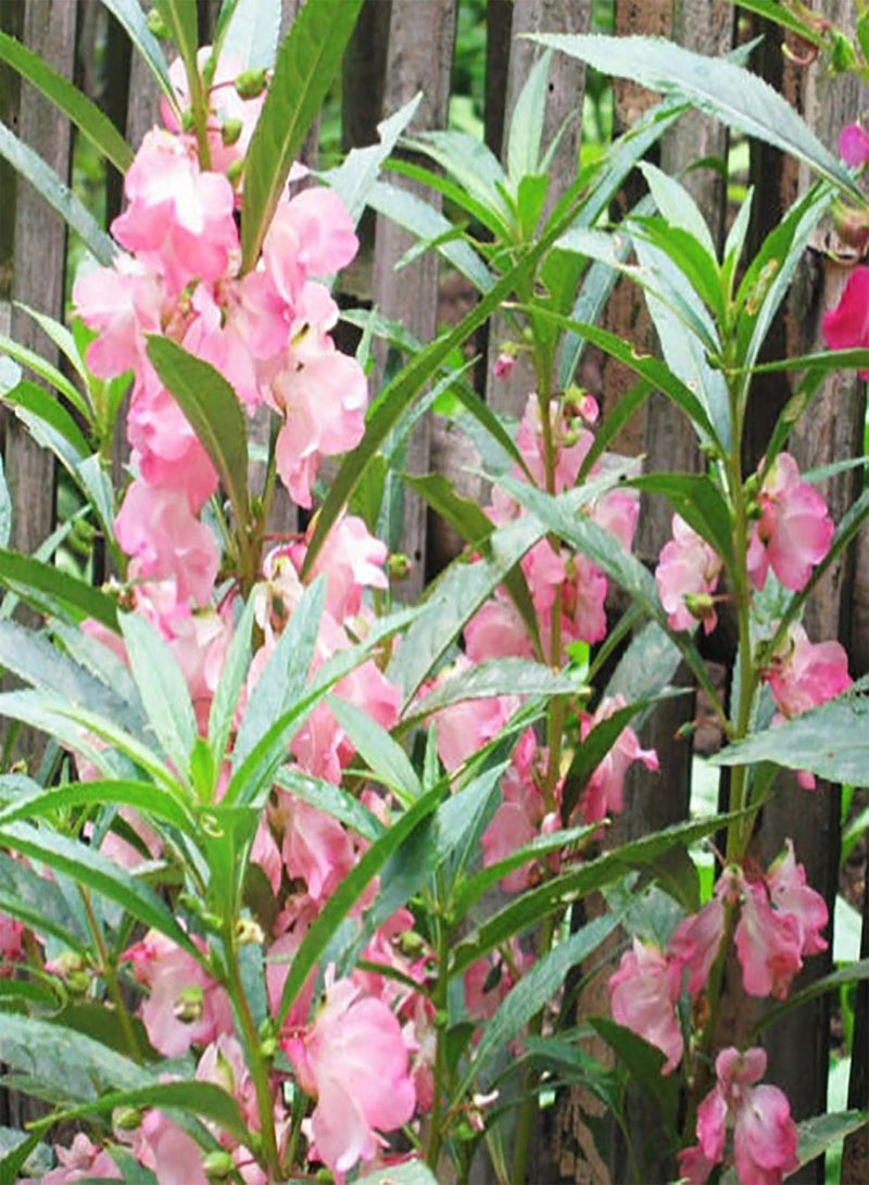 جي جوت نباتات زهور خضراء للحديقة - 60 قطعة من بذور زهور بلسم بلسمينا ملونة وسهلة النمو للحديقة - Image 4