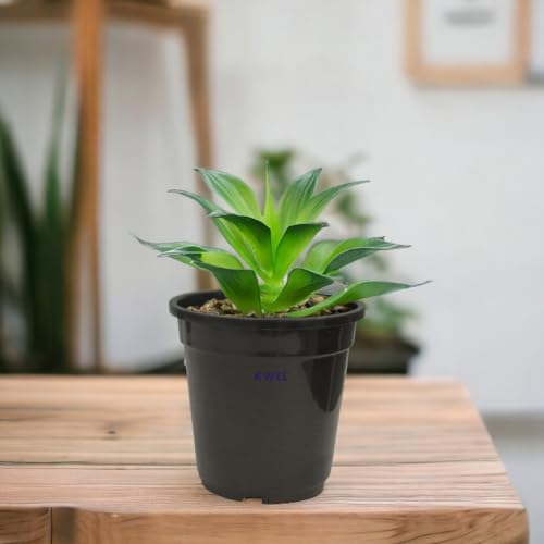 KWEL N Pot for Home Garden | Planters for Outdoor Balcony and Nursery | Flower Planting Pots Size 5" Black Color (Pack of 18) - Image 2