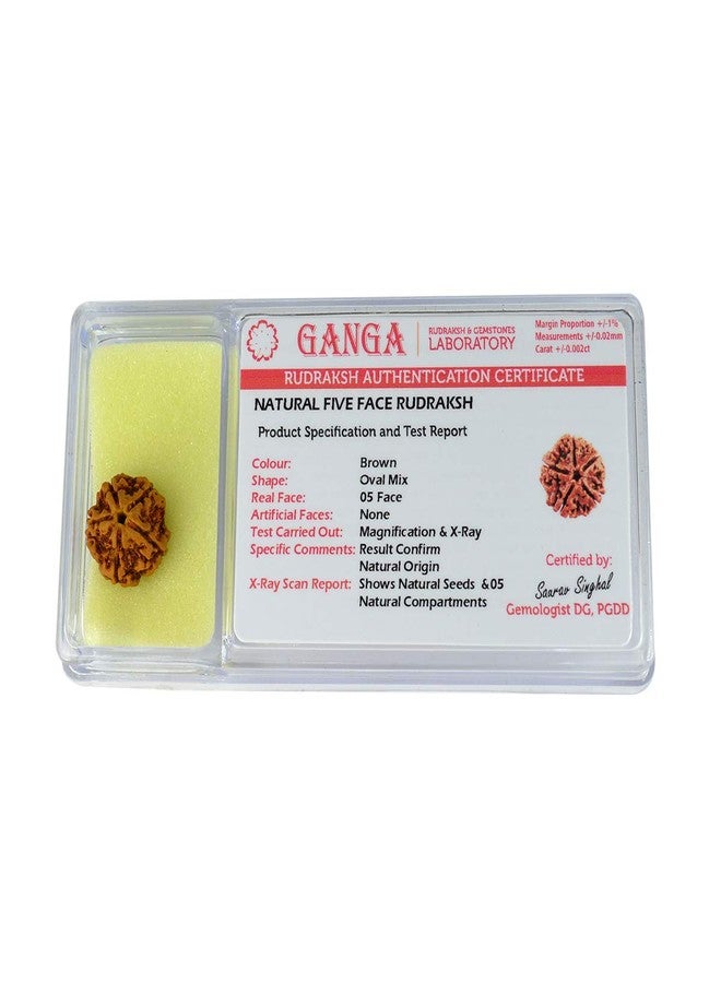 Crystu Original Certified 5 Mukhi Rudraksha Five Faced Rudraksha Bead (Color : Brown) - Image 5