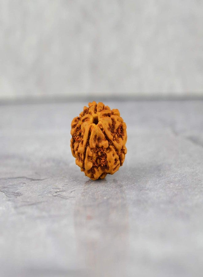 Crystu Original Certified 5 Mukhi Rudraksha Five Faced Rudraksha Bead (Color : Brown) - Image 4