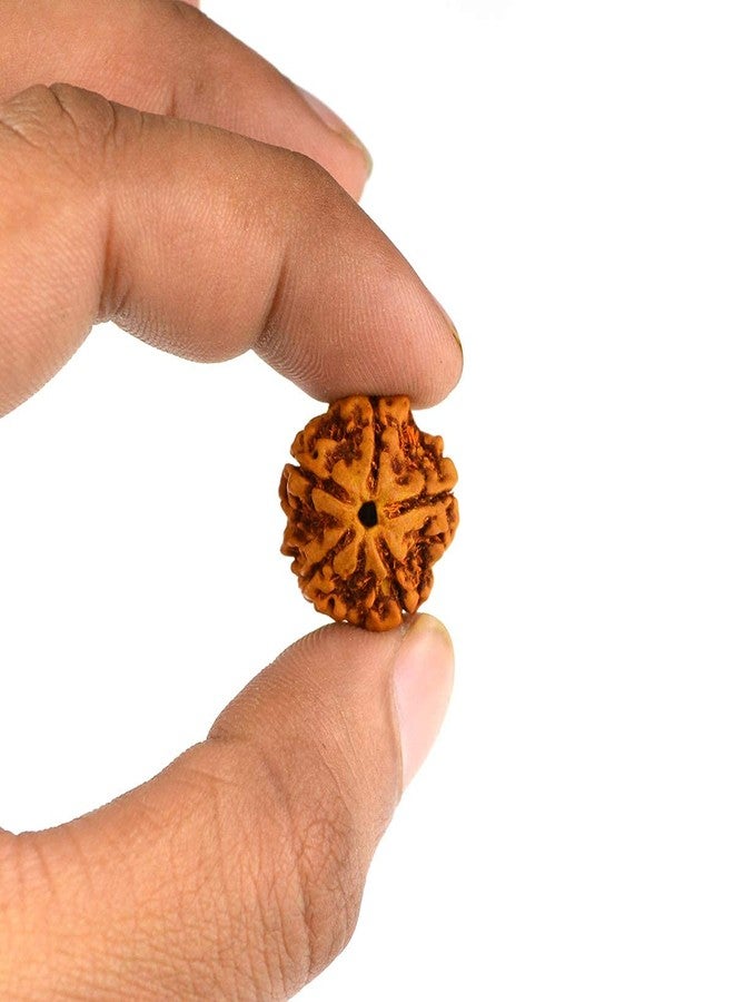 Crystu Original Certified 5 Mukhi Rudraksha Five Faced Rudraksha Bead (Color : Brown) - Image 3