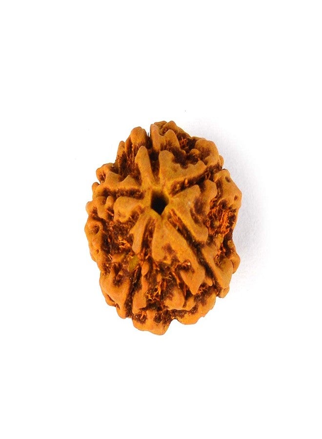 Crystu Original Certified 5 Mukhi Rudraksha Five Faced Rudraksha Bead (Color : Brown) - Image 2