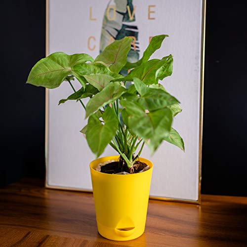 garbnoire Self Watering Planter Pot with Bottom Tray/Plate - (4 inch) Indoor Outdoor Balcony Plant Pot | Home Garden Office Flowering Container Cover | Living Room Decor (Yellow, 5) - Image 1