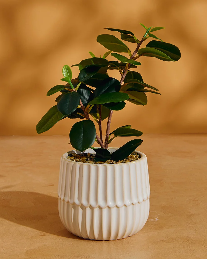 REDTAG Artificial Plant In White Ceramic Pot