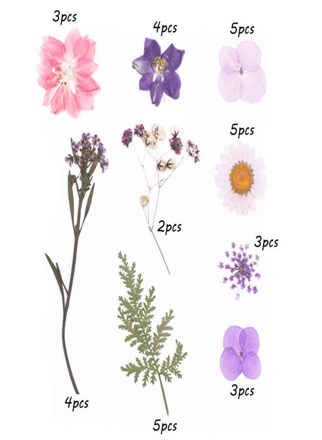 أونيفون أزهار مجففة طبيعية مضغوطة من Aunifun، أزهار مجففة طبيعية متنوعة من زهور الأقحوان الملونة للأعمال الفنية والحرف اليدوية وقوالب راتنج الزهور (وردي) - Image 3