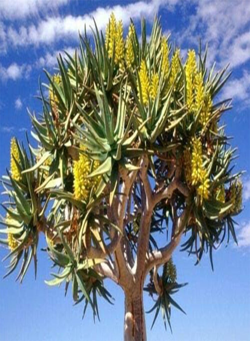 GGOOT Aloe Dichotoma, (PKD) Exotic Quiver Tree Big Succulent Rare Desert Plant Seed 10 Seeds