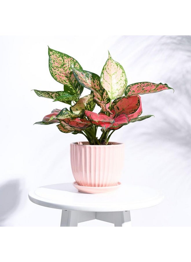 Ugaoo - UGAOO Grail Ceramic Pot for Indoor Plants - Peach (5 Inch) - Image 1