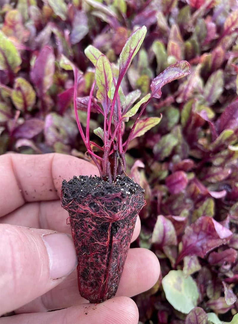 GGOOT Beetroot Plug Plants "Grow Your Own" Vegetables from our Premium Quality Plants 'Ready to Plant Now' Young Vegetable Plants (12plugs, 36 plants) - Image 2